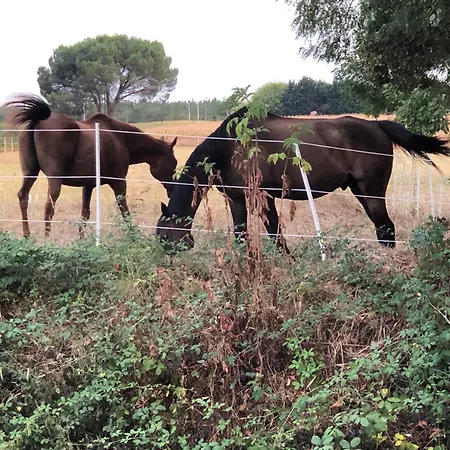 Emplacement Tente Calme Assure Ou Parking Petit Camion Saint-Sever (Landes)